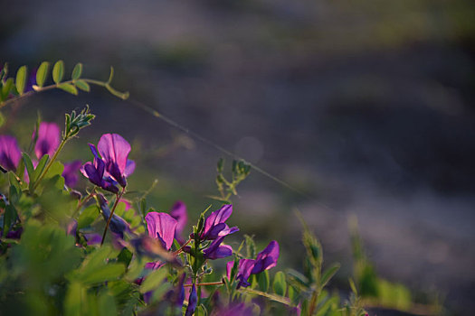 紫色,野花