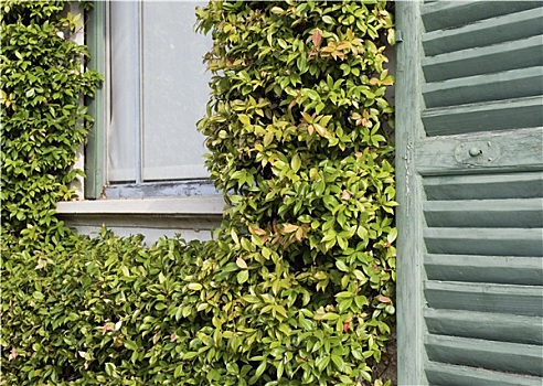 攀缘植物,百叶窗,法国