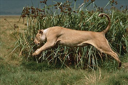 非洲狮,狮子,雌性,跳跃,塞伦盖蒂国家公园,坦桑尼亚