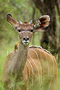 大捻角羚,雄性动物,哈博罗内,禁猎区,博茨瓦纳