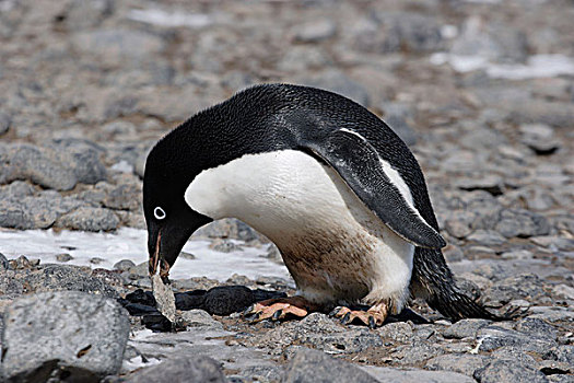 阿德利企鹅,挑选,窝,威德尔海,南极半岛,南极