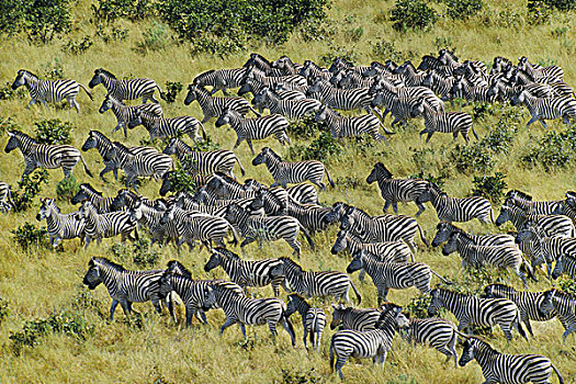 斑马,迁徙,马,乔贝国家公园,博茨瓦纳