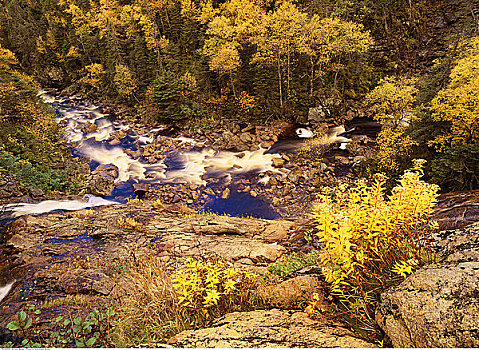 溪流,树林,秋天,格罗莫讷国家公园,纽芬兰,加拿大