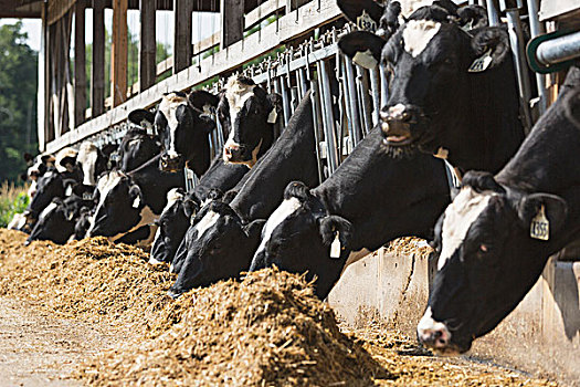 黑白花牛,进食,乳牛场,威斯康辛,美国