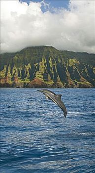 海豚,纳帕利海岸,考艾岛,夏威夷,美国