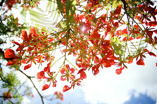 夏威夷,特写,皇家,花,树上,清晰,蓝天背景