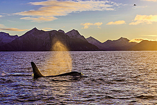 逆戟鲸,日落,山,背影,挪威,欧洲