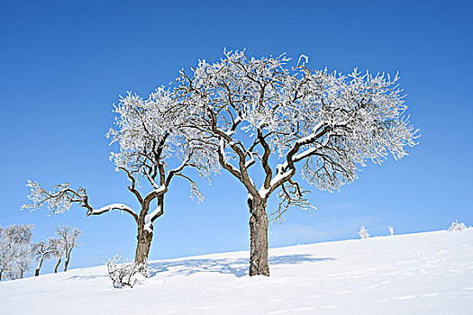 风景,冷冻水果,树,晴天,冬天,普拉蒂纳特,巴伐利亚,德国