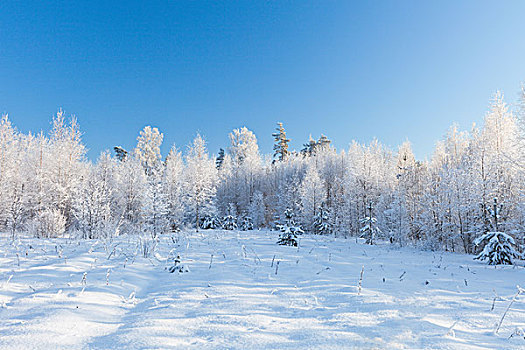 冬天,公园,雪中