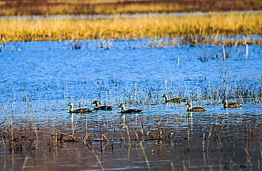 湿地野鸭