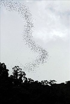 成群,蝙蝠,空中,靠近,鹿,洞穴,国家公园,沙捞越,婆罗洲,马来西亚