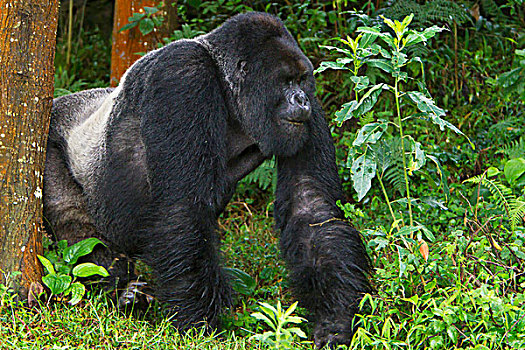 非洲,卢旺达,山地大猩猩,大猩猩,老龄,银背大猩猩,多,户外,水牛,墙壁