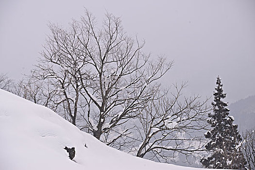 斑点,五箇山,相仓,祈祷,乡村,日本