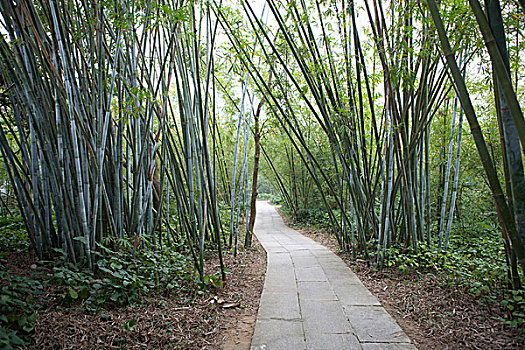 竹子,花园,乡村,中国