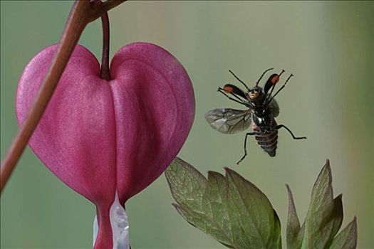 孔雀石,甲虫