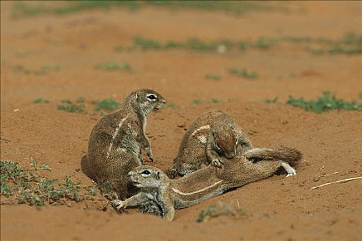 条纹,地松鼠,卡拉哈迪大羚羊国家公园,南非