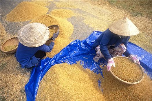 女人,筛滤,稻米,越南
