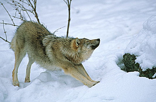 狼,伸展,雪中,巴伐利亚森林,自然公园