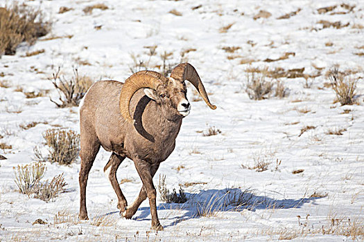 怀俄明,国家麋鹿保护区,大角羊,公羊,走,雪中