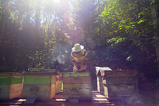 养蜂人,工作,蜂巢,农场,巴什科尔托斯坦,俄罗斯