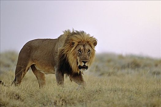 雄性,狮子,站立,草丛,非洲