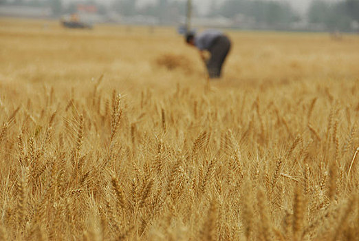 农村麦收季节麦田里的一片繁忙景象