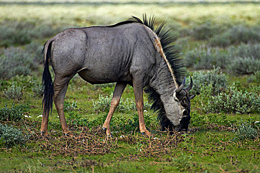 蓝角马,角马,埃托沙国家公园,纳米比亚,非洲