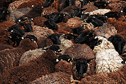 拥挤,绵羊,笔,等待,梅克伦堡前波莫瑞州,德国,欧洲