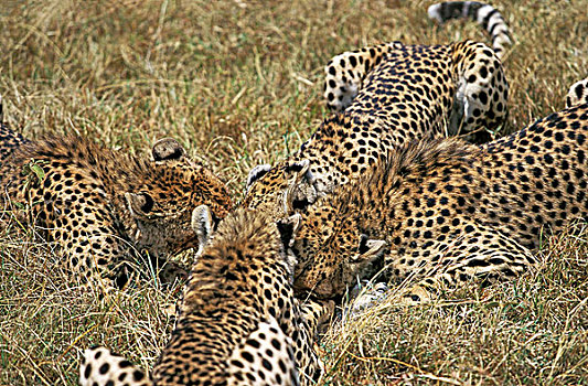 印度豹,猎豹,幼兽,吃,瞪羚,肯尼亚