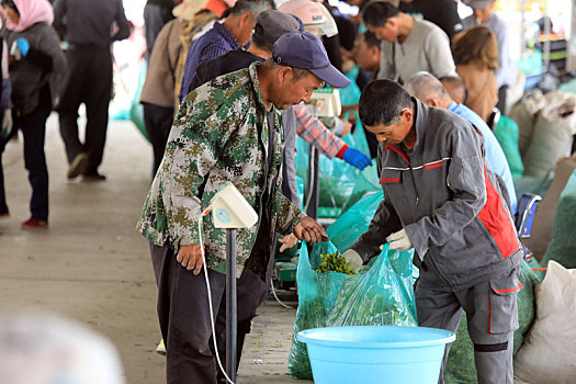 山东省日照市,小山村成为当地最大茶叶鲜叶交易市场,年交易量超千万斤