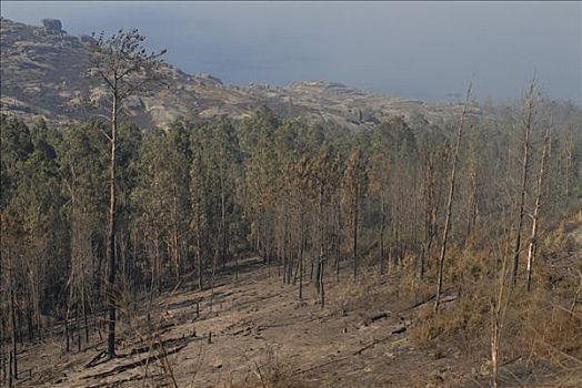 八月,2006年,森林火灾,加利西亚,西北地区,海岸,西班牙
