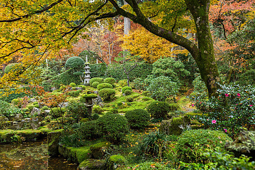 日式庭园,枫树