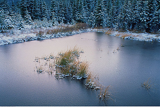 冰冻,水塘,瓦特顿湖国家公园,艾伯塔省,加拿大
