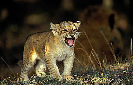非洲狮,狮子,幼兽,叫,母兽,肯尼亚