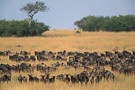 肯尼亚,马塞马拉野生动物保护区,牧群,角马,高草,马拉河,迁徙
