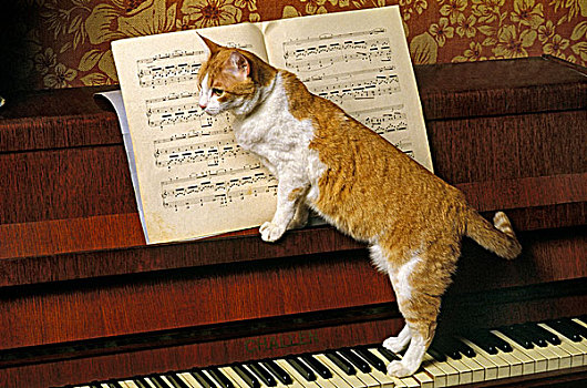 红色,猫,家猫,钢琴