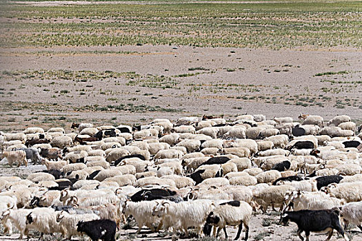 放牧,绵羊,喜马拉雅山,拉达克,印度
