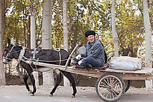 维吾尔,伴侣,驴,手推车,乡村,新疆,中国