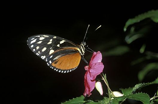 蝴蝶,虎斑蝶,哥斯达黎加