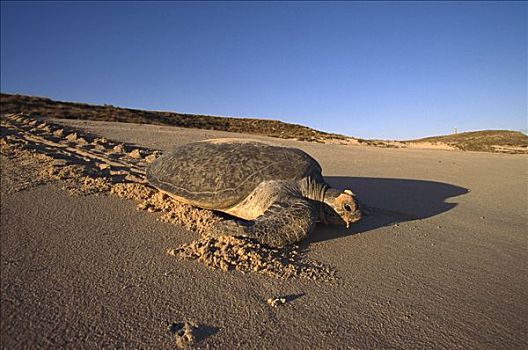 绿海龟,龟类,爬行,背影,蛋,西澳大利亚