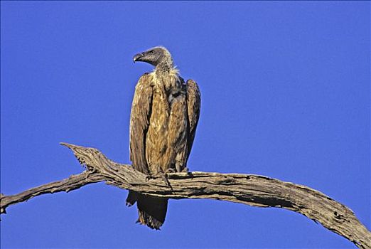 博茨瓦纳,乔贝国家公园,萨维提,特写,秃鹰,枝头