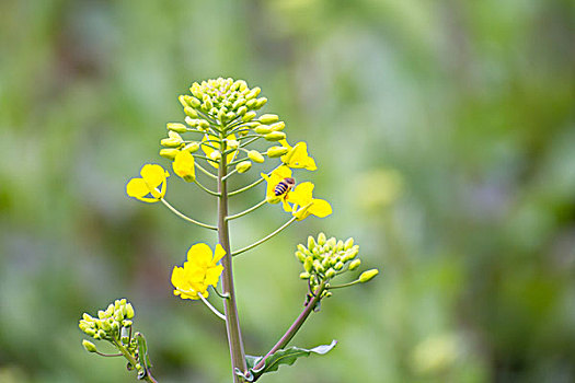 蜜蜂在油菜花上采蜜