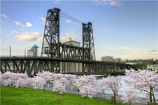 钢铁,桥,樱花,树,波特兰,俄勒冈