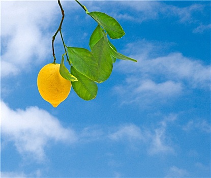 柠檬,枝头,天空,背景