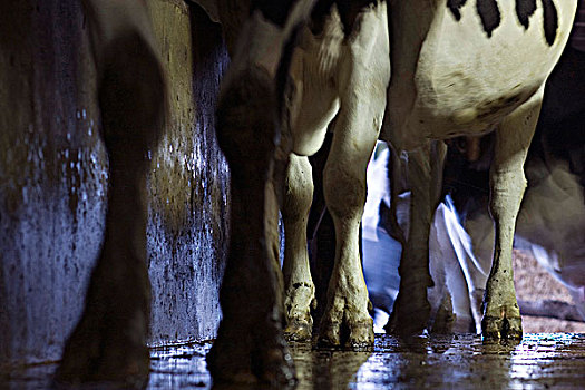 法国,卢瓦尔河地区,大西洋卢瓦尔省,有机,乳牛场