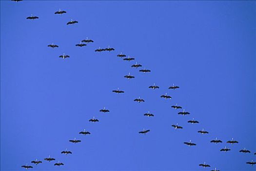 沙丘鹤,聚集,大,成群,南飞,德纳利国家公园和自然保护区,阿拉斯加