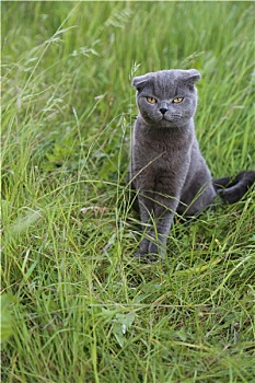 苏格兰折耳猫,小猫,绿色,草地