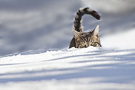 猫,雪,躲藏,动物,宠物,家猫,白天,犯人,一个,条纹,玩,跑,留白,看,风景,潜伏,猎捕,小心,好奇,兴趣,积雪,冬天,户外,大雪,迎面