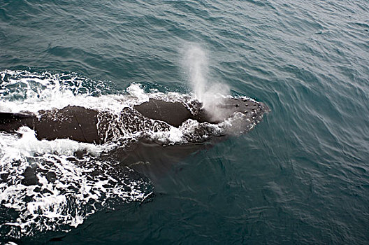 驼背鲸,南极