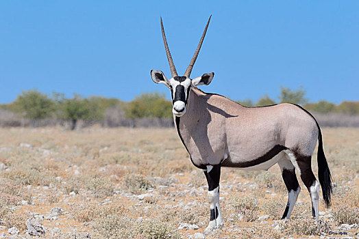 南非大羚羊,羚羊,成年,雄性,站立,石头,地面,埃托沙国家公园,纳米比亚,非洲
